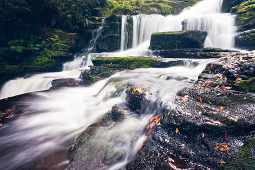 Rainforest jungle around McLean Falls, The Catlins, South Island, New Zealand