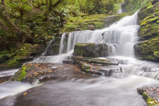 Rainforest jungle arround McLean Falls, The Catlins, South Island, New Zealand