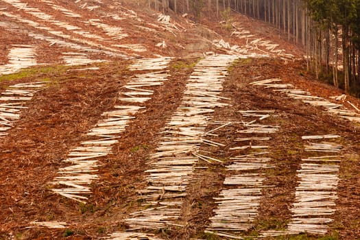 Panoramic view of deforested hillside by clearcutting mature Eucalyptus forest for timber harvesttimber