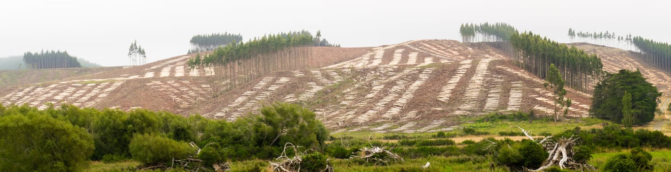 Panoramic view of deforested hillside by clearcutting mature Eucalyptus forest for timber harvesttimber