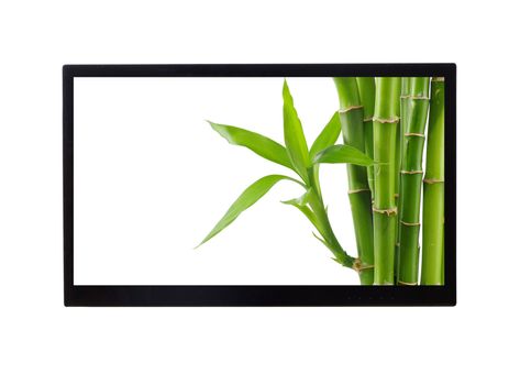Bamboo in monitor isolated on white