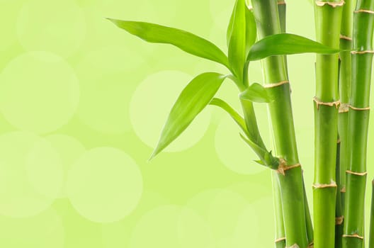 Bamboo background