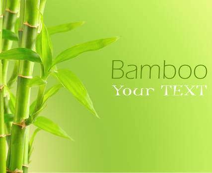 Bamboo background with copy space