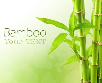 Bamboo background with copy space