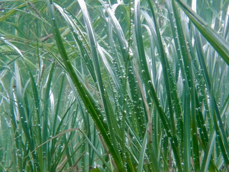 Underwater shot of grass and plants submerged in clear water with lots of airbubbles and reflection on subsurface.