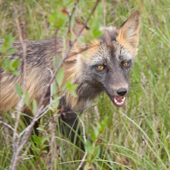Penetrating gaze of an alert cross fox, a colour variant of the red fox, Vulpes vulpes