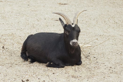 Black he-goat sitting on the ground in a zoo