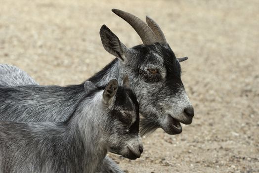 Grey mother goat laying with her child