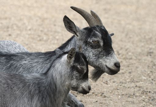 Grey mother goat laying with her child