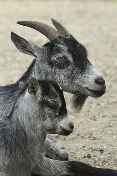 Grey mother goat laying with her child