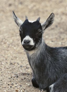 Gray baby goat sitting on the ground