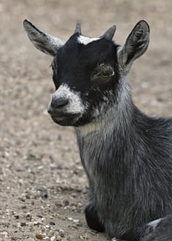 Gray baby goat sitting on the ground