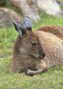 Adult kangaroo resting on green grass, close-up