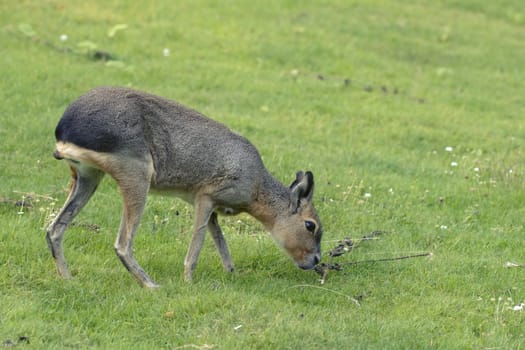 Mara pasturing on a green grass lawn