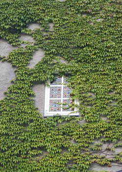 Wall of a house with window covered with ivy 