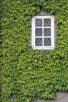 Wall of a house with window covered with ivy 