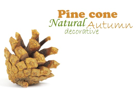 Pine cone isolated on white, clipping path included