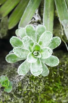 An image of a nice green succulent plant