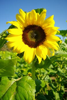 Sunflower in the farm