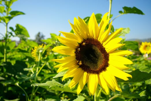 Sunflower in the farm, Thailand