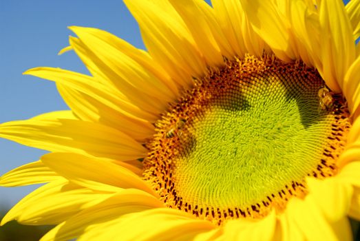 Sunflower in the farm with bees