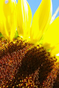 Sunflower in the farm with bees