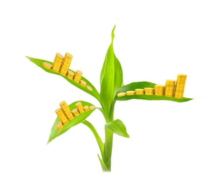 gold coins and plant isolated on white