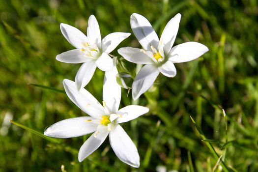 Lily family spring flower Star of Bethlehem (Ornithogalum umbellatum)
