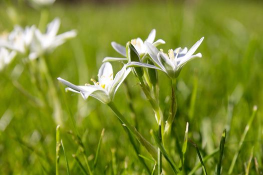 Lily family spring flower Star of Bethlehem (Ornithogalum umbellatum)