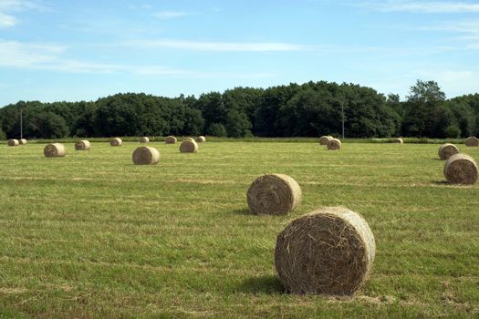 Golden straw bales in the field after harvesting