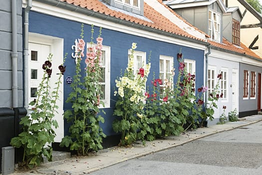 Flowers in a street near a residential house