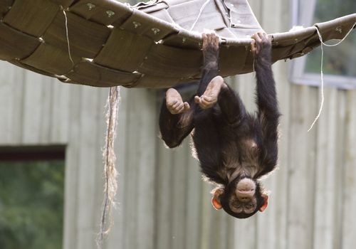 Playful chimpanzee hanging upside down in a zoo
