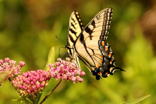 Eastern tiger swallowtail butterfly feeding