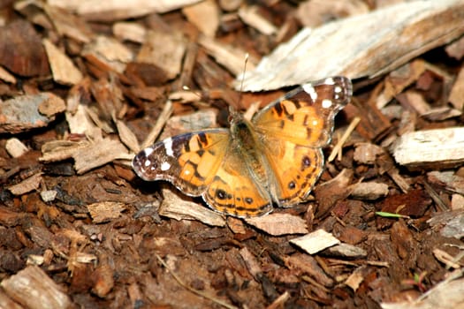 A butterfly sunning on the ground