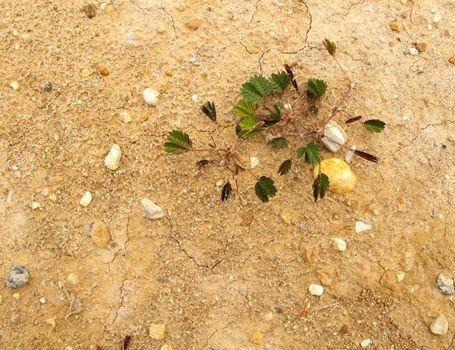 Small plant grow on dry ground with space