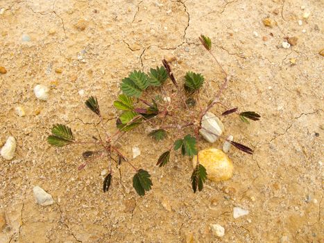  Small plant on dry ground with small rock