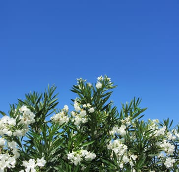White oleander flowers against blue sky background