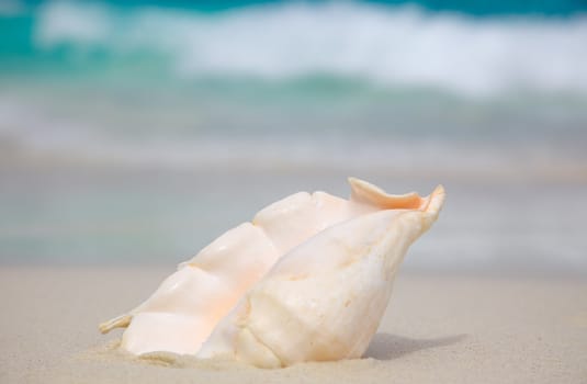 Shell on the beach. Ocean surf. Similan islands, Thailand.