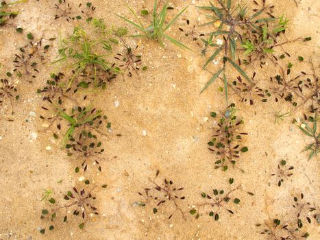 Small plant grow on ground as frame