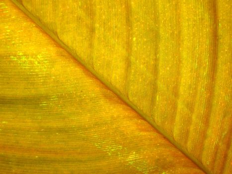 Texture of yellow leaf as background