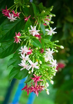 Blossom tropical flower, Phuket, Thailand.