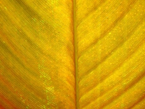 Texture of yellow leaf as background