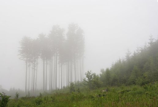 Shot of the forest in the fog - cleared land