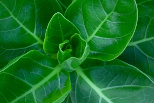 Leaves of tropical tree plant.