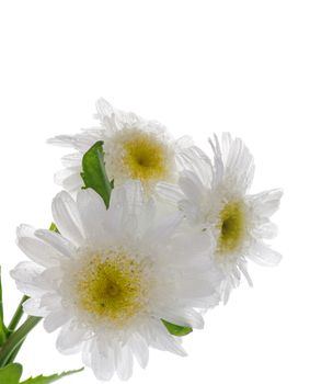 Three Garden camomiles isolated on white background