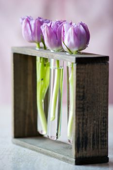 Three purple tulips in a small  glass flasks with water. Shallow DOF