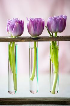 Three purple tulips in a small  glass flasks with water. Shallow DOF