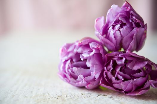 Bouquet of three purple tulips lays on the white table. Blurring background with copy space, shallow DOF