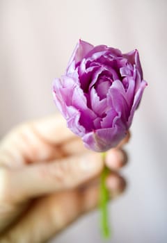 Women's hand holding small  purple tulip against the light blurring background. Shallow DOF