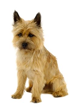 Sweet sad pyppy dog is sitting on a white background. The breed of the dog is a Cairn Terrier.